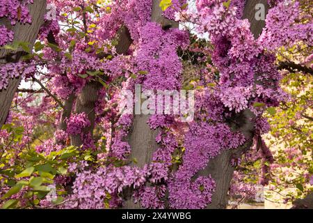 Ci sono molti fiori viola sull'albero. Baku. Azerbaigian. Foto Stock