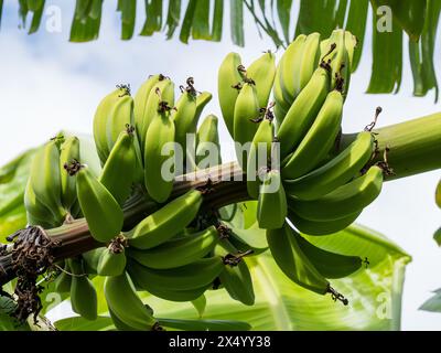 Lady Fingers banane che crescono su un albero, mazzi o mani, ancora verdi e non mature Foto Stock