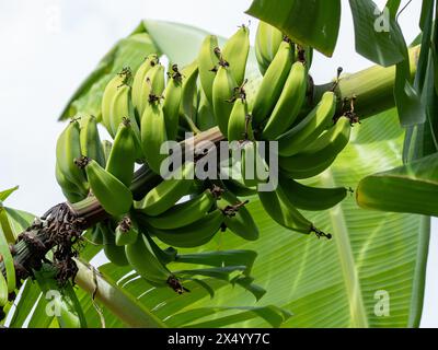 Lady Fingers banane che crescono su un albero, mazzi o mani, ancora verdi e non mature Foto Stock