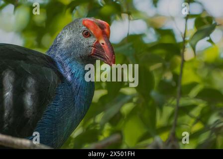 Il Porphyrio porphyrio porphyrio è una specie di uccello della famiglia dei Rallidi. È anche conosciuta come la palude porpora africana o porpora M. Foto Stock