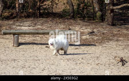 un piccolo cucciolo bianco sta giocando nel parco Foto Stock