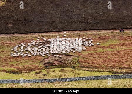 Hownam, Kelso, Scottish Borders, Scozia, Regno Unito. 16 febbraio 2023. Agricoltura di collina nelle Cheviot Hills. Foto Stock