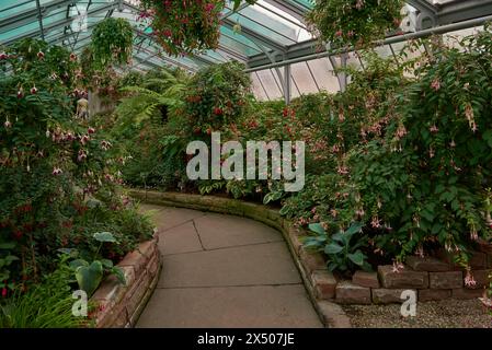 Amazonian Ecosystem Enchantment: Nature's Wonders in the Botanical Greenhouse. Botanic Rainforest Marvel: Esplorando la flora amazzonica nel Foto Stock