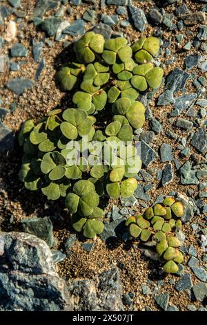 Un Oxalis spiralis carnoso che cresce selvatico vicino a Oranjemund. Foto Stock