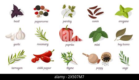 Spezie ed erbe. Ingredienti aromatici biologici per cucinare, cucina messicana indiana, striscione piatto a cartoni animati con diversi tipi di semi e foglie Illustrazione Vettoriale