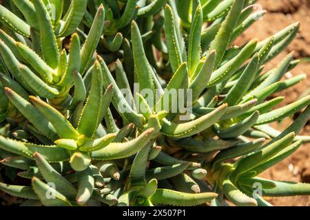 Una giovane Aloe ramosissima in via di estinzione o Maiden's Quiver Tree che cresce vicino a Oranjemund in Namibia. Foto Stock