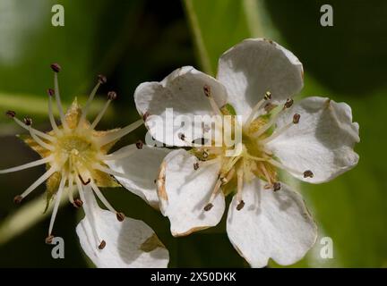 La fioritura di una pera delle nevi (Pyrus nivalis) in un giardino nel Suffolk, Regno Unito Foto Stock