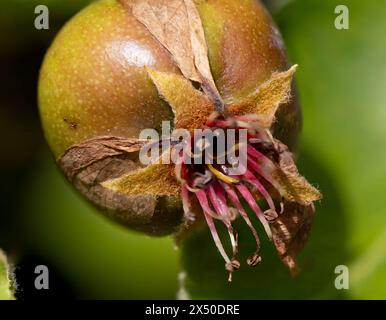 Primo piano di una pera delle nevi (Pyrus nivalis) in un giardino a Suffolk, Regno Unito Foto Stock