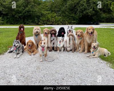 Un grande gruppo di razze di cani si trova in un parco, Florida, Stati Uniti Foto Stock