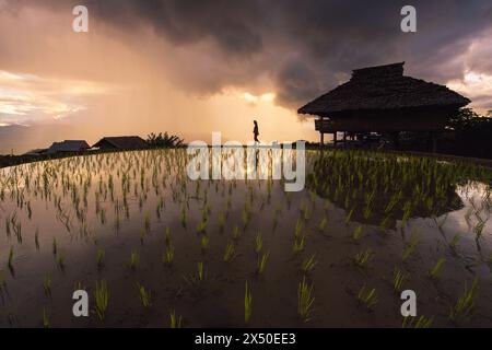 Sagoma distante di una persona che cammina accanto a una risaia al crepuscolo, in Thailandia Foto Stock