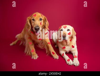 Golden retriever e giallo Labrador retriever ricoperti di cuori rossi di fronte a uno sfondo rosso Foto Stock