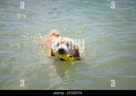 Golden retriever che nuota nell'oceano dopo aver recuperato un giocattolo di plastica, Florida, USA Foto Stock