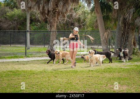 Giovani donne che giocano con un gruppo di cani assortiti in un parco per cani, Florida, Stati Uniti Foto Stock