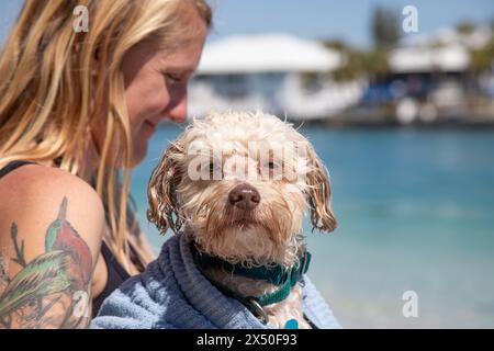 Donna sorridente con un tatuaggio in piedi sulla spiaggia che asciuga il suo havapoo bagnato, Florida, Stati Uniti Foto Stock