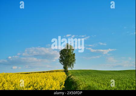 Alberi ai margini di due campi, un campo di colza giallo e un campo di grano verde Foto Stock