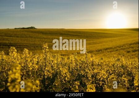 Una fila di colza in fiore in un grande campo agricolo al tramonto Foto Stock