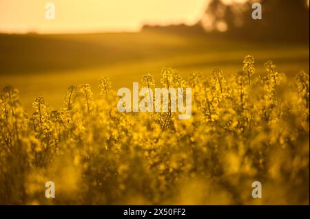 I campi di colza animano il paesaggio con il loro intenso colore dorato, incoraggiando un momento di riflessione circondato dalla natura Foto Stock