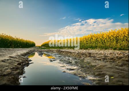 Una pozzanghera su una strada sterrata si intreccia con campi dorati di colza in fiore che illuminano il paesaggio con il loro giallo intenso sotto un cielo come blu Foto Stock