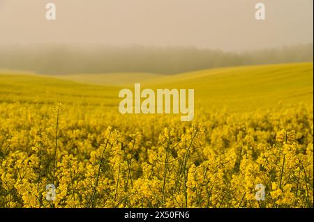 Le nebbie mattutine coprono delicatamente un ampio campo ondulato di colza in fiore, creando un'atmosfera misteriosa nei dintorni della foresta Foto Stock