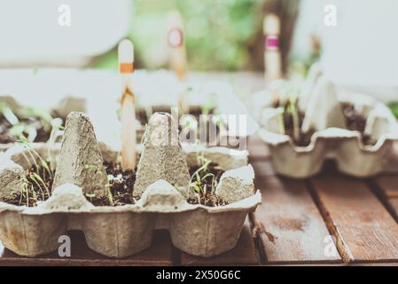 Primo piano di piantine di carote che crescono su un tavolo in cartone Foto Stock