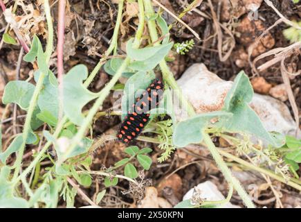 Bruco di un falso Apollo (Archon apollinus) su un mosto di nascita (Aristolochia sp.) - e' una pianta alimentare Foto Stock