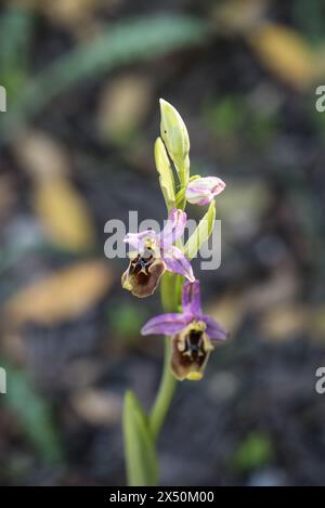 Fiori dell'orchidea Ophrys fuciflora oblita (alias Ophrys episcopalis) in Turchia Foto Stock