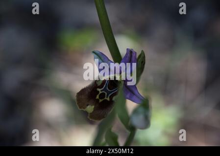 Fiore dell'orchidea Ophrys fuciflora oblita (alias Ophrys episcopalis) in Turchia Foto Stock