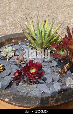 Le piante succulente in vasi Foto Stock