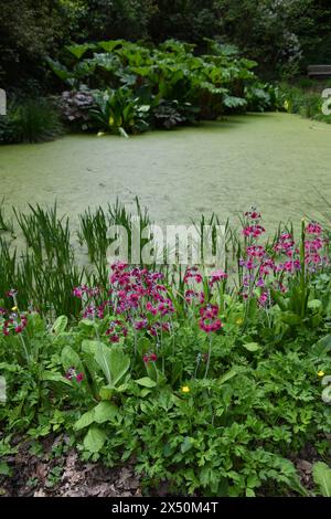 Primulas vicino allo stagno Foto Stock