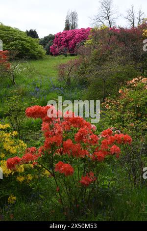 Rhododendron park Foto Stock