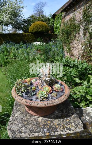 Le piante succulente in vasi Foto Stock