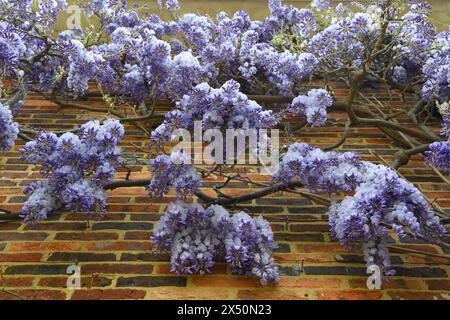 Wisteria in piena fioritura su un muro Foto Stock