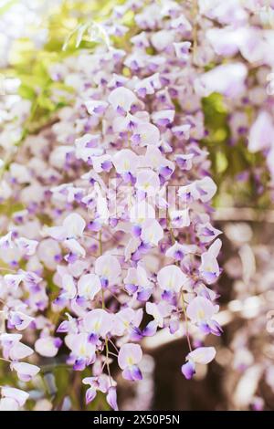 Splendidi fiori di Wisteria in un giardino primaverile in una giornata di sole. Messa a fuoco selettiva. Foto Stock