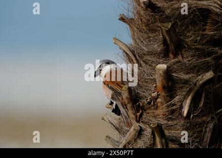 uccello seduto su una palma Foto Stock