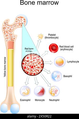 Midollo osseo. Differenza tra midollo osseo giallo e rosso. Le cellule ematiche si sviluppano nel midollo osseo da cellule staminali. Leucociti eosinofili, neutrofi Illustrazione Vettoriale