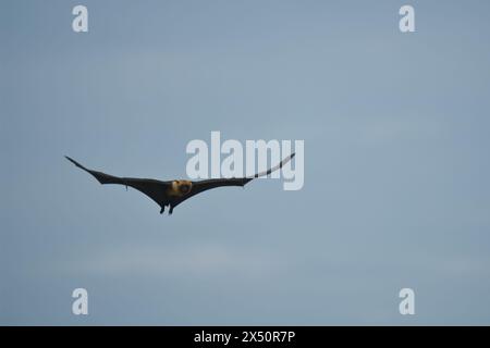 Mazza di frutta, volpe volanti, Mahe, Seychelles Foto Stock