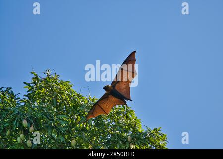 Mazza di frutta, volpe volanti, Mahe, Seychelles Foto Stock