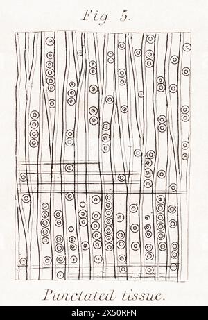 19esimo c. incisione botanica di sezione longitudinale di Fir altamente ingrandita che mostra tessuto puntato o portatore di dischi. Da WM. Rhind, 1872 / vedere Note. Foto Stock