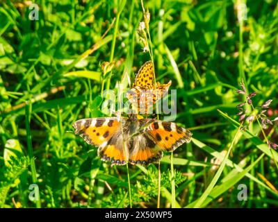Vista ravvicinata della farfalla di mantello dell'imperatore (in latino: Argynnis paphia) incontra una farfalla di volpe minore (in latino: Aglais urticae) e tocca l'altra. Foto Stock
