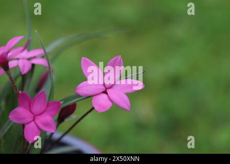 Vista ravvicinata di singoli fiori rodoiosi rosa con messa a fuoco selettiva su sfondo sfocato verde Foto Stock