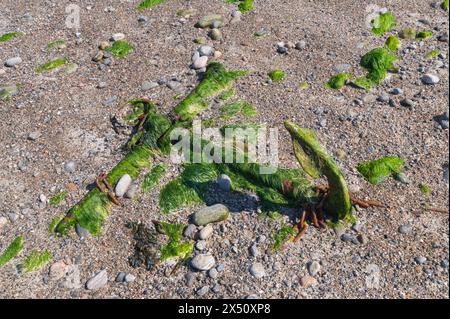 Vecchia ancora sepolta sulla spiaggia di Vatersay, in Scozia. Foto Stock