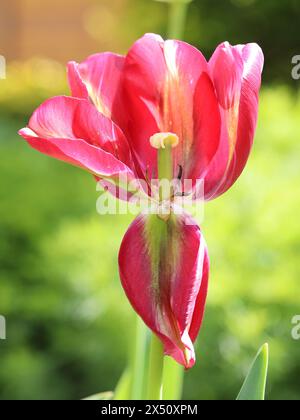 Primo piano di un tulipano viridiflora rosa che offre una vista della struttura floreale con nodo di frutta, stami e petali, vista laterale Foto Stock