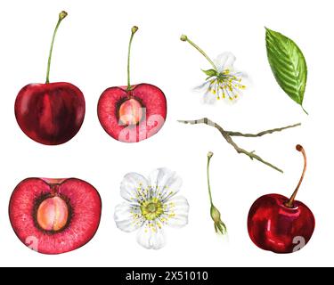 Set illustrativo acquerello di ciliegie, ciliegie mature e succose, fiori, foglie verdi, ramoscelli, ciliegie con una fossa sul gambo. Ciliegie disegnate a mano per co Foto Stock