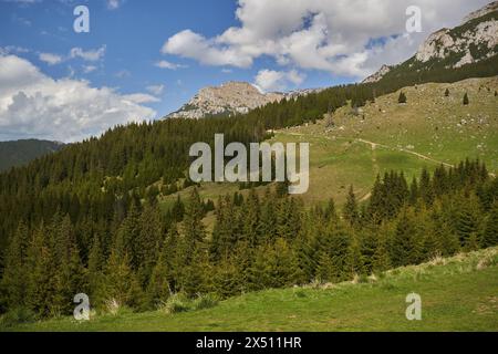 Cime rocciose sopra le colline coperte da foreste di pini Foto Stock