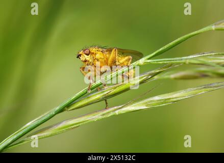 Yellow Dung Fly (Scathophaga stercoraria) seduta su uno stelo vegetale Foto Stock