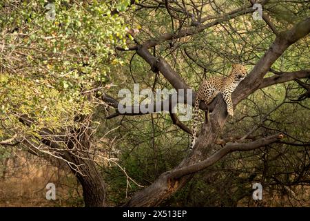 indiano selvaggio enorme e grande leopardo maschile o pantera o panthera pardus poggiato su tronco di albero o ramo che scansiona il territorio naturale di jhalana verde Foto Stock