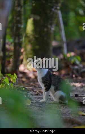 Gatto seduto vicino ad alberi sotto l'ombra Foto Stock