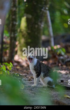 Gatto seduto e sbadigliando vicino agli alberi sotto l'ombra Foto Stock