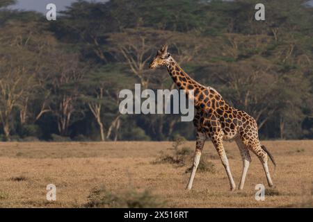 Giraffa di Rothschild, Giraffa camelopardalis rothschildi, Giraffidae, Parco Nazionale del Lago Nakuru, Kenya, Africa Foto Stock