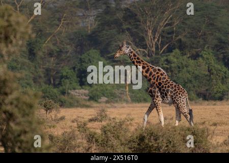 Giraffa di Rothschild, Giraffa camelopardalis rothschildi, Giraffidae, Parco Nazionale del Lago Nakuru, Kenya, Africa Foto Stock